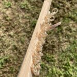 フェザースティックの作り方とコツを紹介！